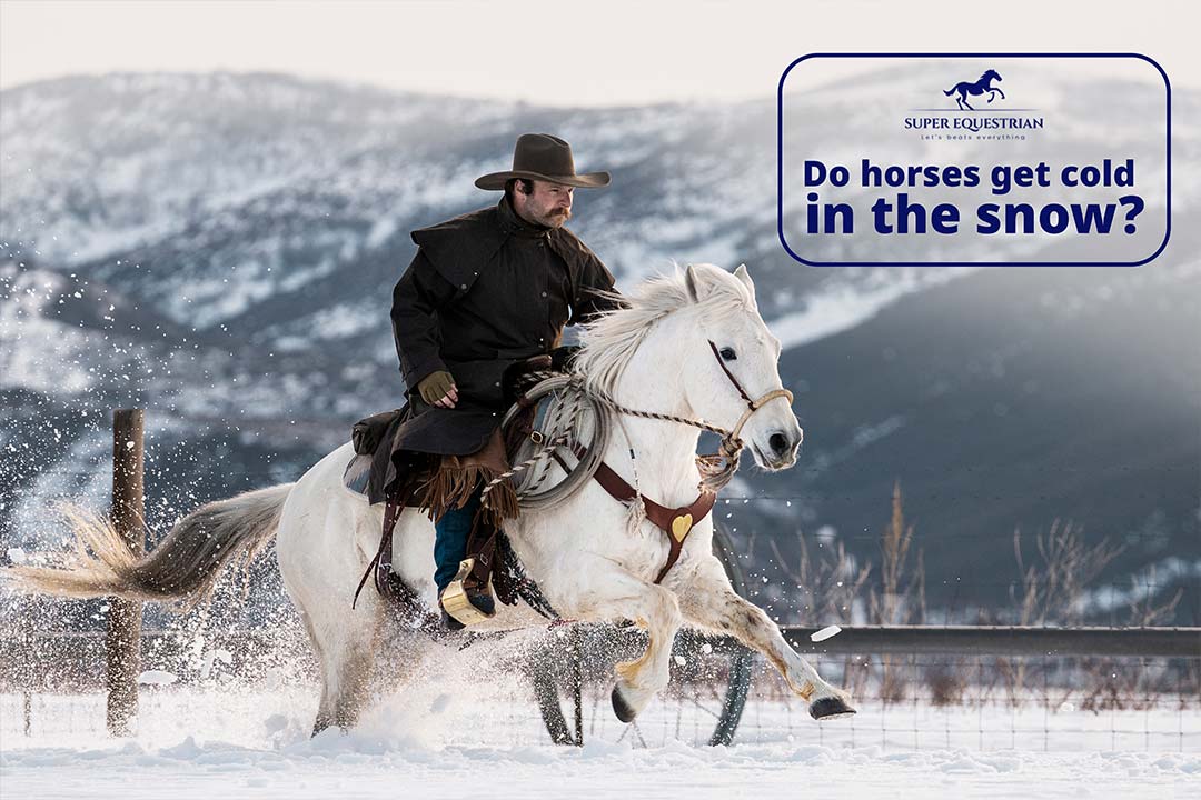 Types of Horse Bit and How Different Horse Bit Really Works